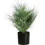 EUROPALMS Palmeira leque artificial em vaso, 55 cm 82509401
