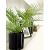 EUROPALMS Palmeira leque artificial em vaso, 55 cm 82509401