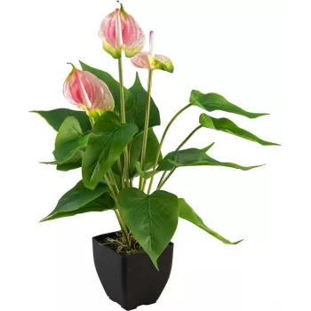 EUROPALMS antúrio artificial, branco-rosa 82540348