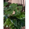 EUROPALMS Planta artificial Monstera deliciosa, 90 cm 82600220