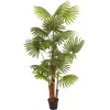 EUROPALMS Palmeira leque artificial, 165 cm 82509305