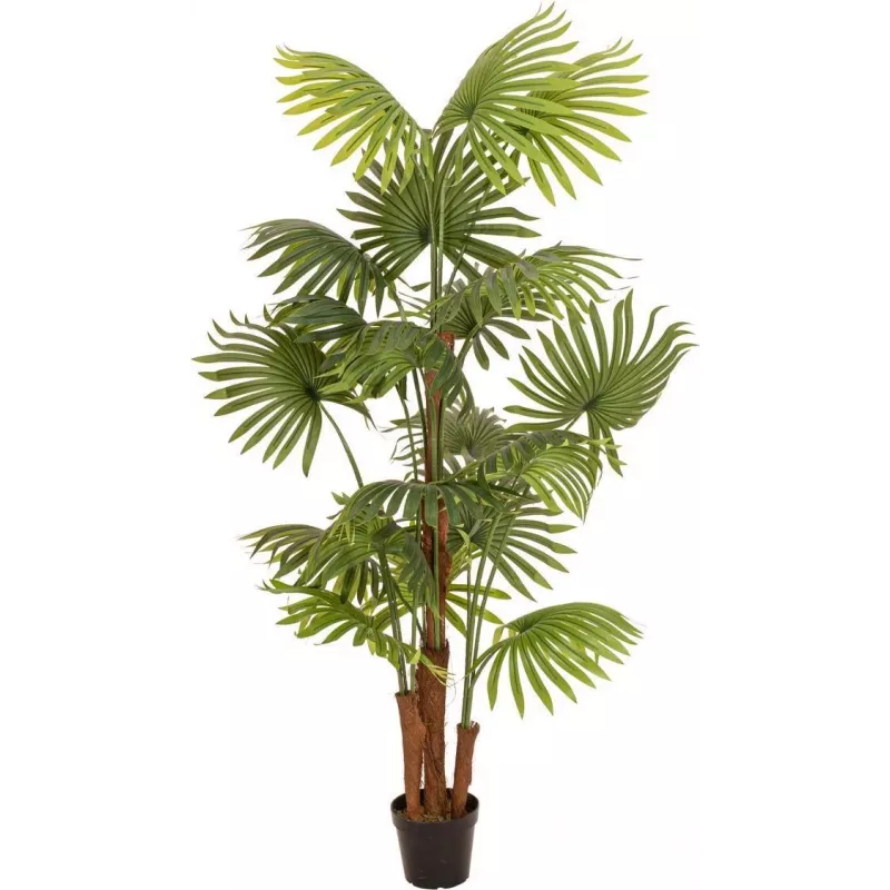 EUROPALMS Palmeira leque artificial, 165 cm 82509305