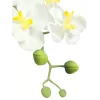 EUROPALMS Arranjo de orquídeas artificial 1, em vaso, branco-rosa, 60 cm 82530346