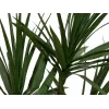 EUROPALMS Planta Artificial Dracena, Verde, 170 cm 82505799