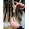 EUROPALMS Planta Artificial Dracena, Verde, 170 cm 82505799