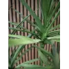 EUROPALMS Planta Artificial Dracena, Verde, 170 cm 82505799