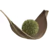 EUROPALMS bola de suculentas (EVA), planta artificial, verde, 20 cm 82531071