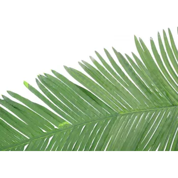 EUROPALMS folha de palmeira-real de coco artificial, 180 cm 82509847