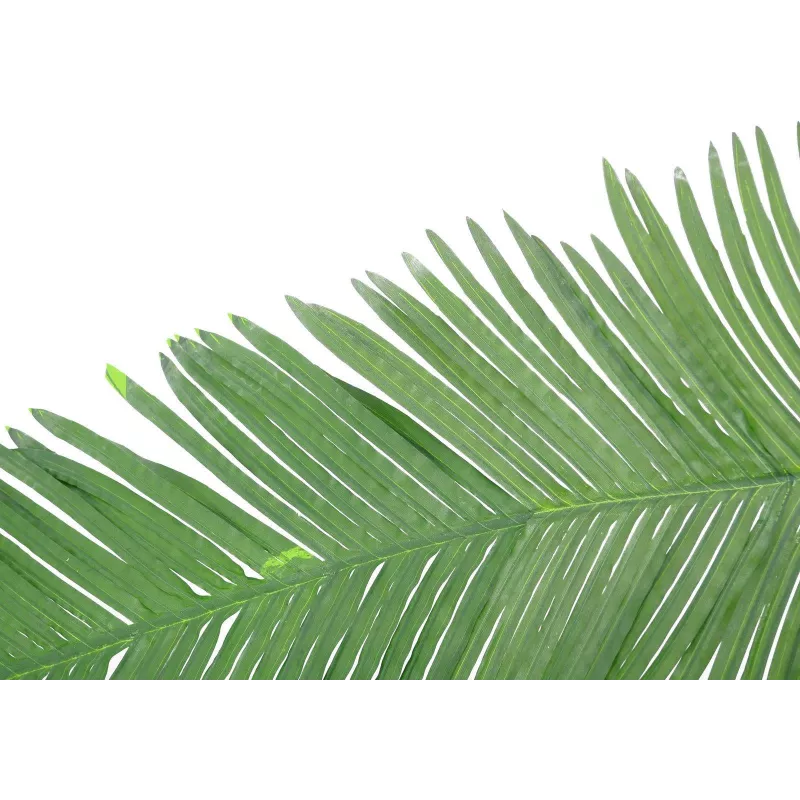 EUROPALMS folha de palmeira-real de coco artificial, 180 cm 82509847