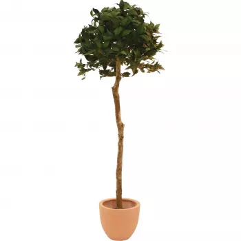 EUROPALMS Árvore bola de louro artificial, 180 cm 82506946