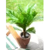 EUROPALMS Palmeira cica artificial, 70 cm 82509604