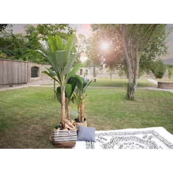 EUROPALMS bananeira artificial, 210 cm 82509507