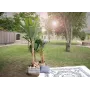 EUROPALMS bananeira artificial, 210 cm 82509507