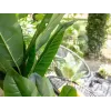 EUROPALMS bananeira artificial, 210 cm 82509507