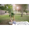 EUROPALMS bananeira artificial, 210 cm 82509507