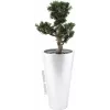 Planta artificial Bonsai Podocarpus EUROPALMS, 80 cm 82600116
