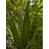 EUROPALMS aloé (EVA), artificial, verde, 50cm (82530570)