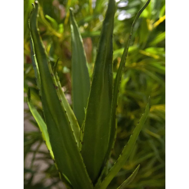 EUROPALMS aloé (EVA), artificial, verde, 50cm (82530570)