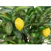 EUROPALMS Limoeiro artificial, 150cm 82507815