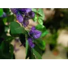 EUROPALMS Planta artificial Bougainvillea lavanda 180cm 82507036