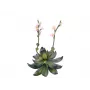 EUROPALMS Stone Rose (EVA) planta artificial, rosa, 32 cm 82530572