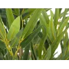 EUROPALMS Bambu deluxe, planta artificial, 180 cm (82509167) - planta de bambu artificial