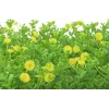 EUROPALMS tapete de buxo artificial, verde-amarelo, 25x25 cm (82600087)