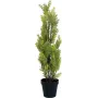 EUROPALMS Cipreste-de-Leyland Planta Artificial, 60cm 82606959