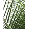 EUROPALMS Palmeira Fénix Deluxe Planta Artificial 220cm 82509722
