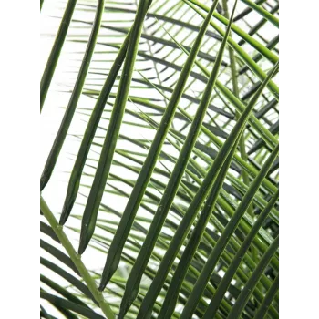 EUROPALMS Palmeira Fénix Deluxe Planta Artificial 220cm 82509722