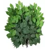 EUROPALMS ramo de ficus benjamina artificial, embalagem de 12 82506101