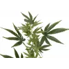 EUROPALMS Ramo de cânhamo artificial, 90cm, verde 82506699