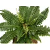 EUROPALMS Boston planta artificial feto, 53 cm, verde 82519934