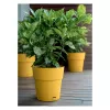 STEFANPLAST Vaso Ethica com prato Ø40x39cm amarelo-mostarda