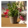 Vaso de flores STEFANPLAST Ethica com prato Ø20x19cm castanho