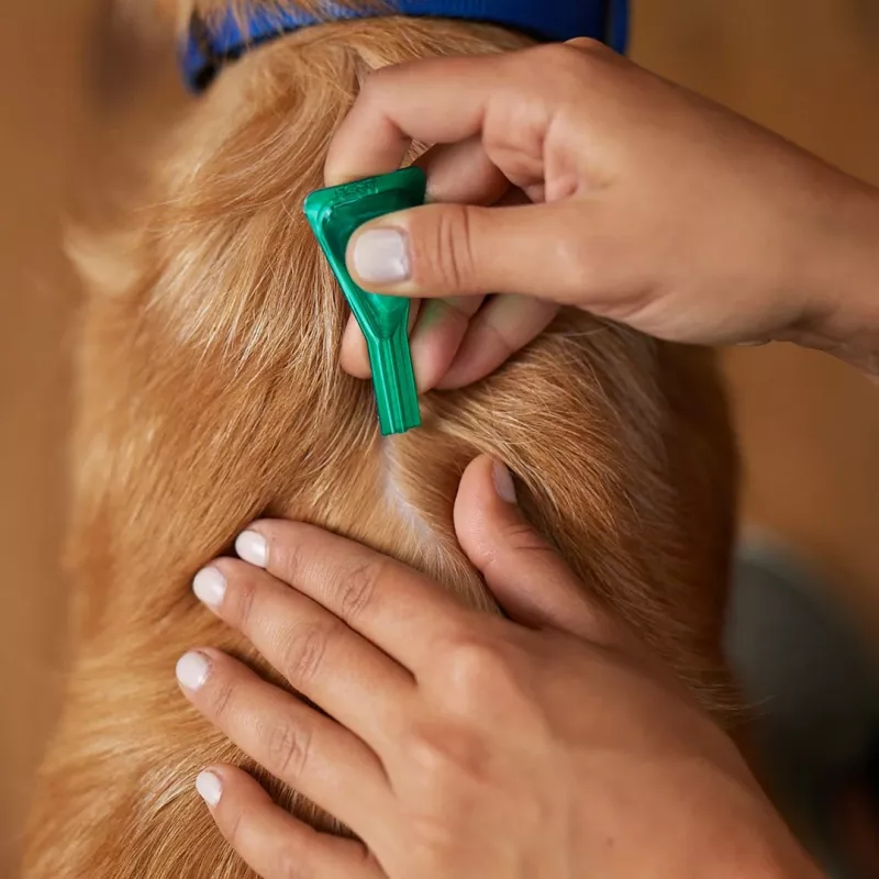 Frontline Combo Spot-On L para cães 20-40 kg – 3 pipetas x 2,68 ml