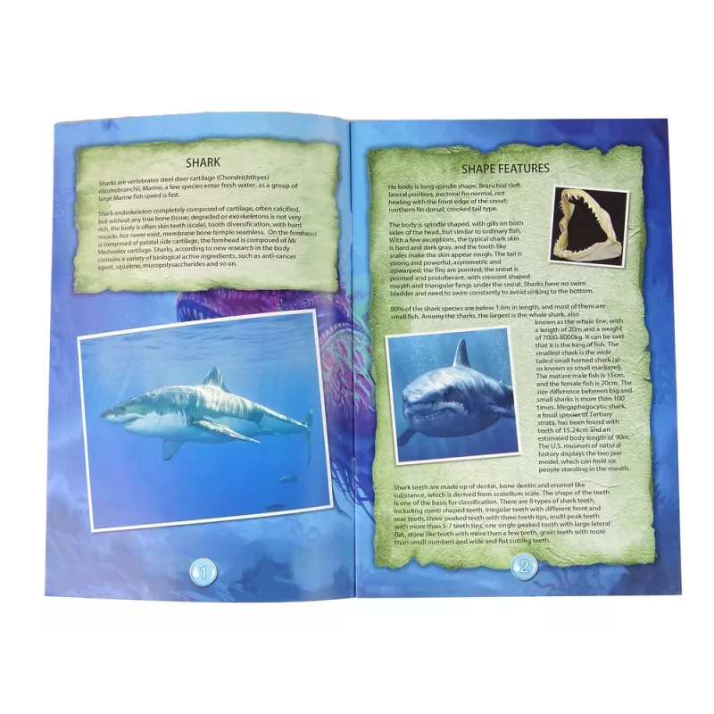 LEAN TOYS Kit Educativo de Escavação Amonite Tubarão