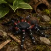 LEAN TOYS Spider Tarantula Figura de borracha esticável realista preta 10 cm