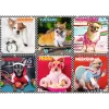 Puzzle Trefl 200 Happy Dogs
